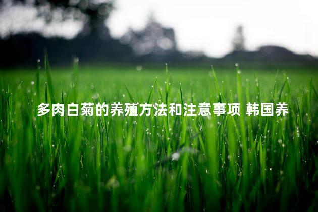 多肉白菊的养殖方法和注意事项 韩国养殖白菊的经验